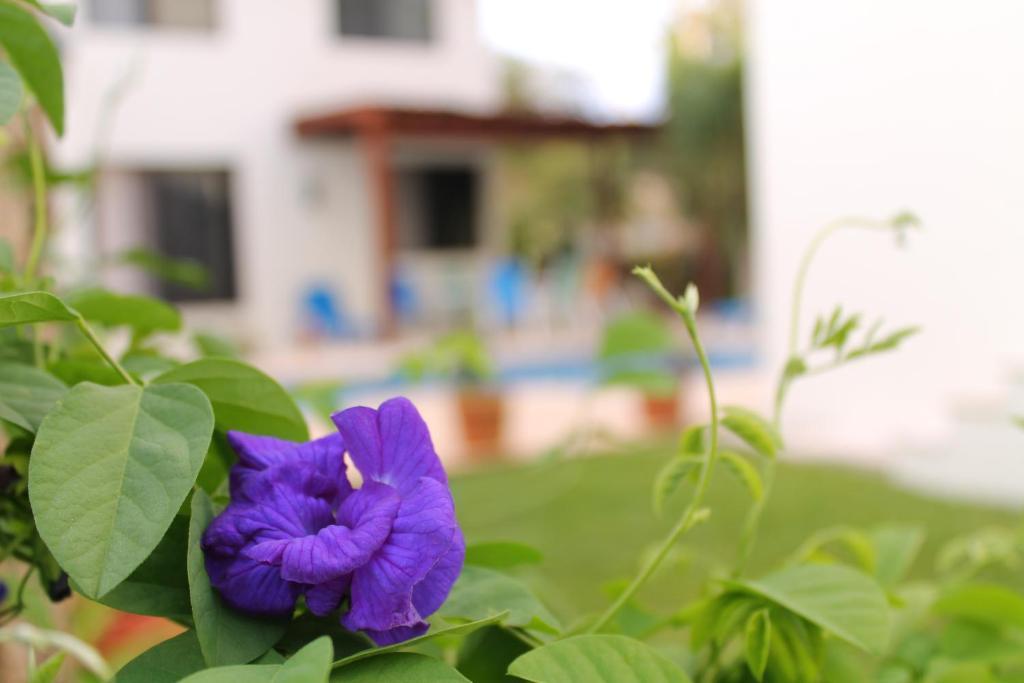 Green Oasis Home Boutique Playa del Carmen Oda fotoğraf